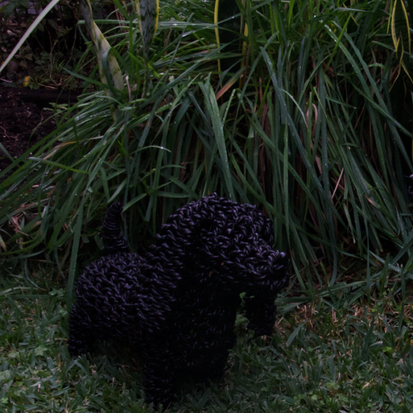 black seagrass sausage dog in grass