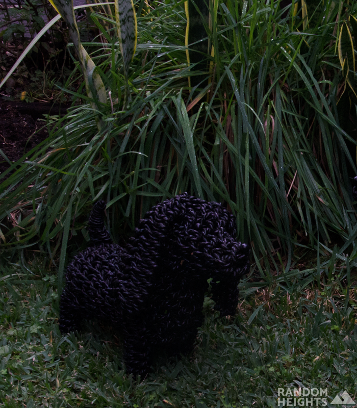 black seagrass sausage dog in grass