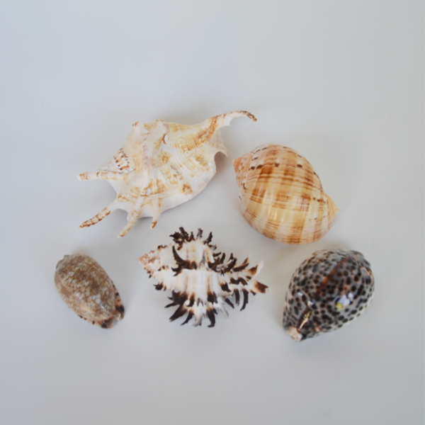 5 shells