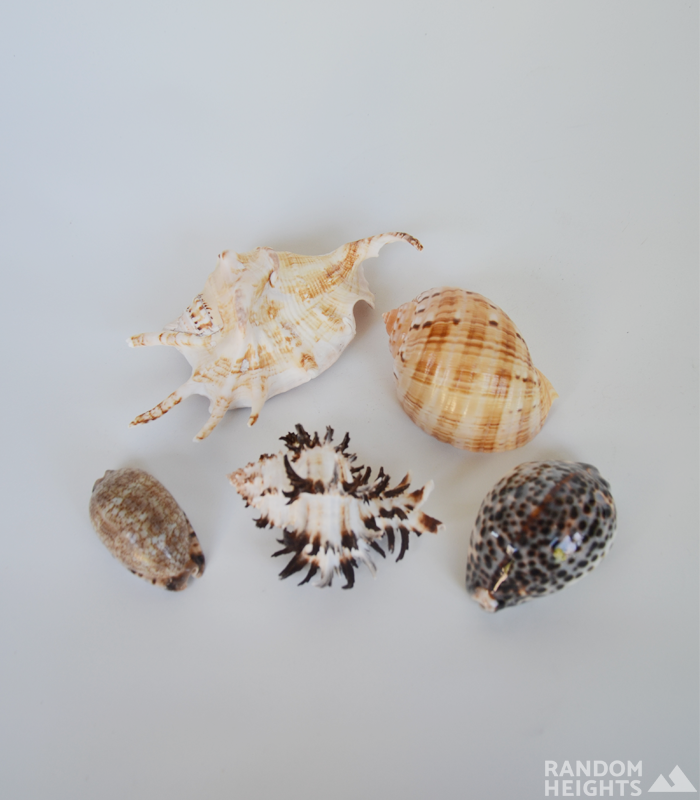 5 shells